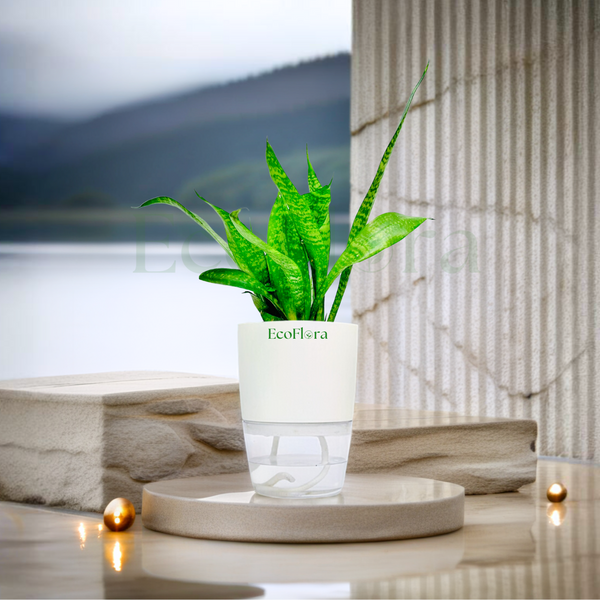 Green Snake Plant With Self Watering Pot