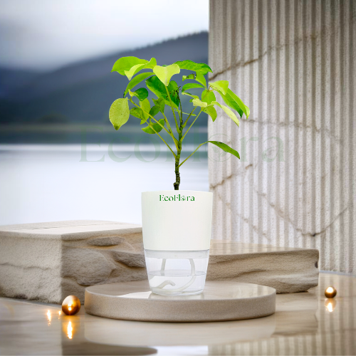 Schefflera Variegated Plant With Self Watering Pot