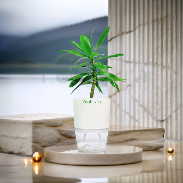 Dracaena Fragrans Plant With Self Watering Pot