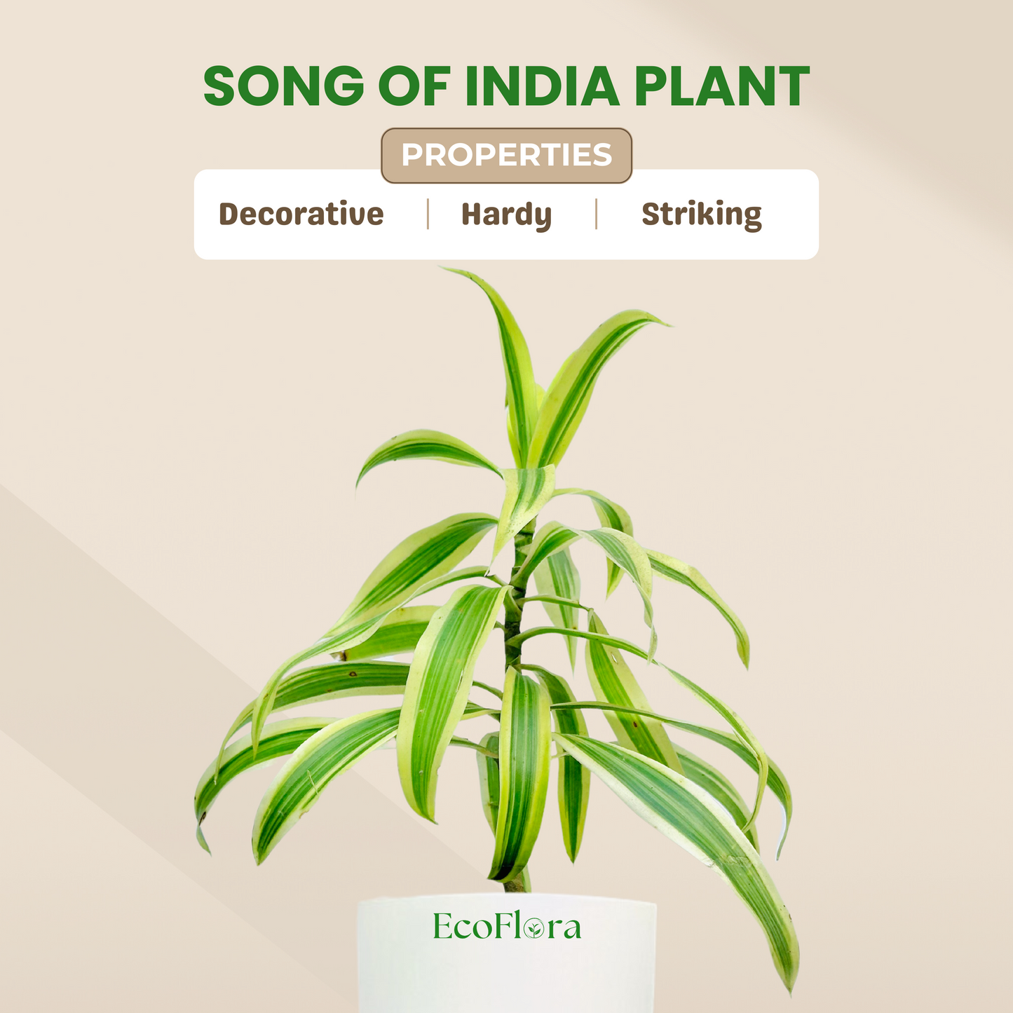 Song Of India Plant With Self Watering Pot