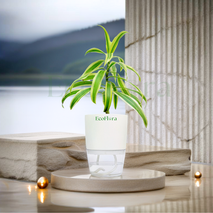 Song Of India Plant With Self Watering Pot