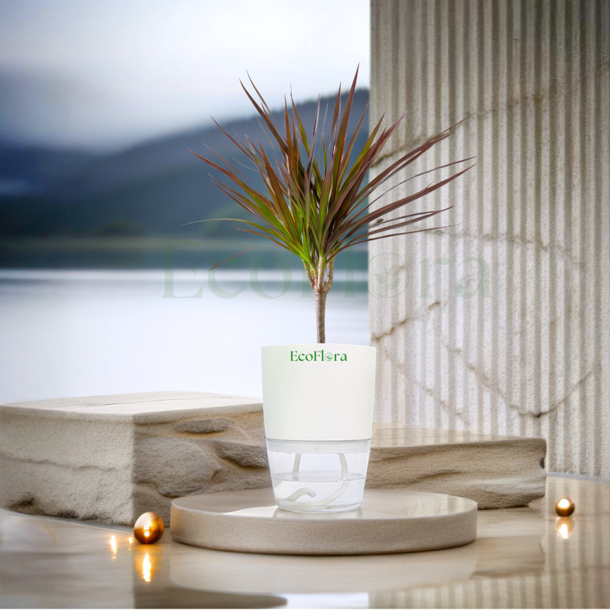 A small potted plant with reddish-brown and green leaves sits in a clear cylindrical container with a white top section printed with the brand name 'EcoHerba'. The setup is styled on a stone pedestal with warm lights and a blurred lake-and-mountains background.