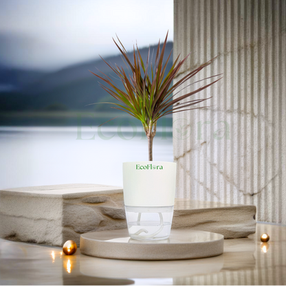 A small potted plant with reddish-brown and green leaves sits in a clear cylindrical container with a white top section printed with the brand name 'EcoHerba'. The setup is styled on a stone pedestal with warm lights and a blurred lake-and-mountains background.