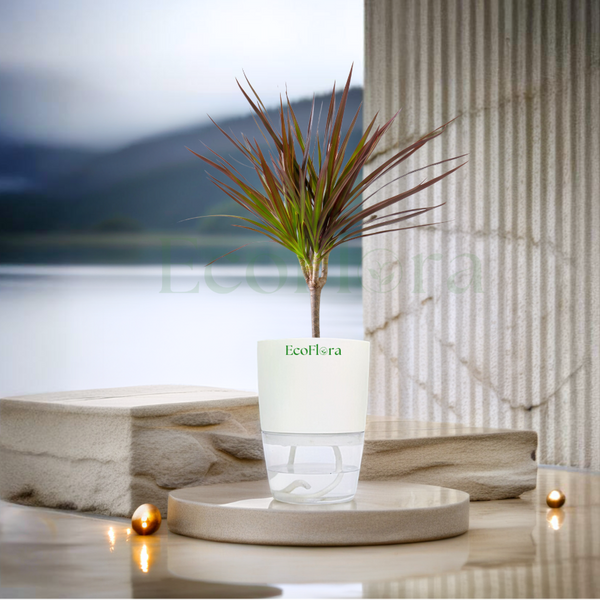 A small potted plant with reddish-brown and green leaves sits in a clear cylindrical container with a white top section printed with the brand name 'EcoHerba'. The setup is styled on a stone pedestal with warm lights and a blurred lake-and-mountains background.