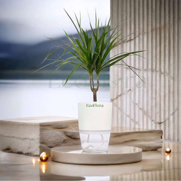 A small potted green plant in a clear glass container with a white upper pot, placed on a round tray on a polished tabletop. The background shows a blurred indoor landscape with water, mountains, and a ribbed wall, with small gold decorative spheres nearby.