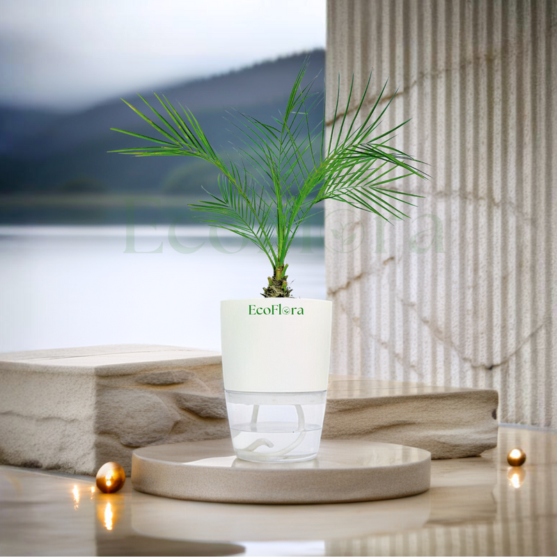Phoenix Palm Green With Self Watering Pot