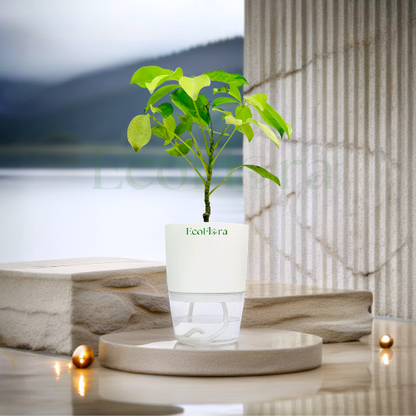 Schefflera Variegated Plant With Self Watering Pot