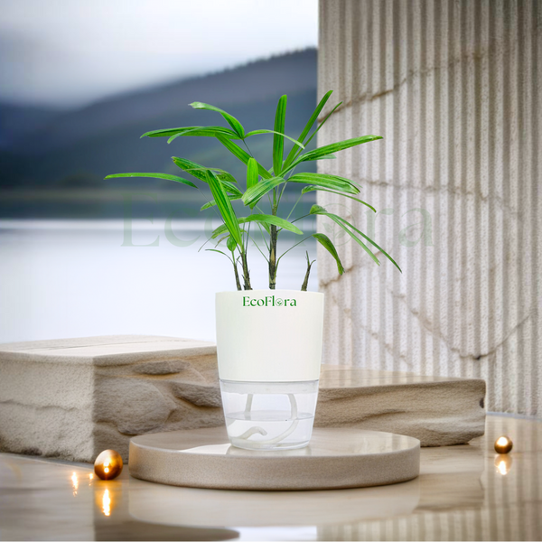 Broadleaf Lady Palm With Self Watering Pot