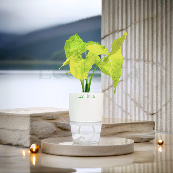 Syngonium Podophyllum "White Butterfly" Plant