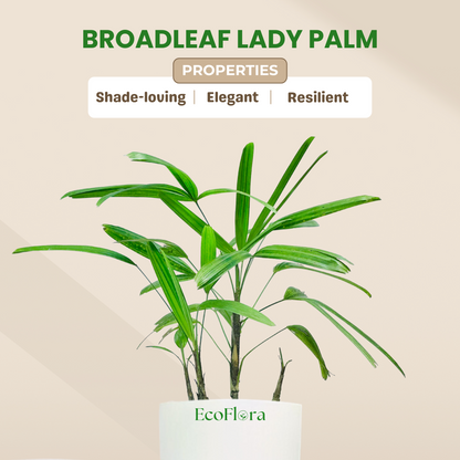 Broadleaf Lady Palm With Self Watering Pot