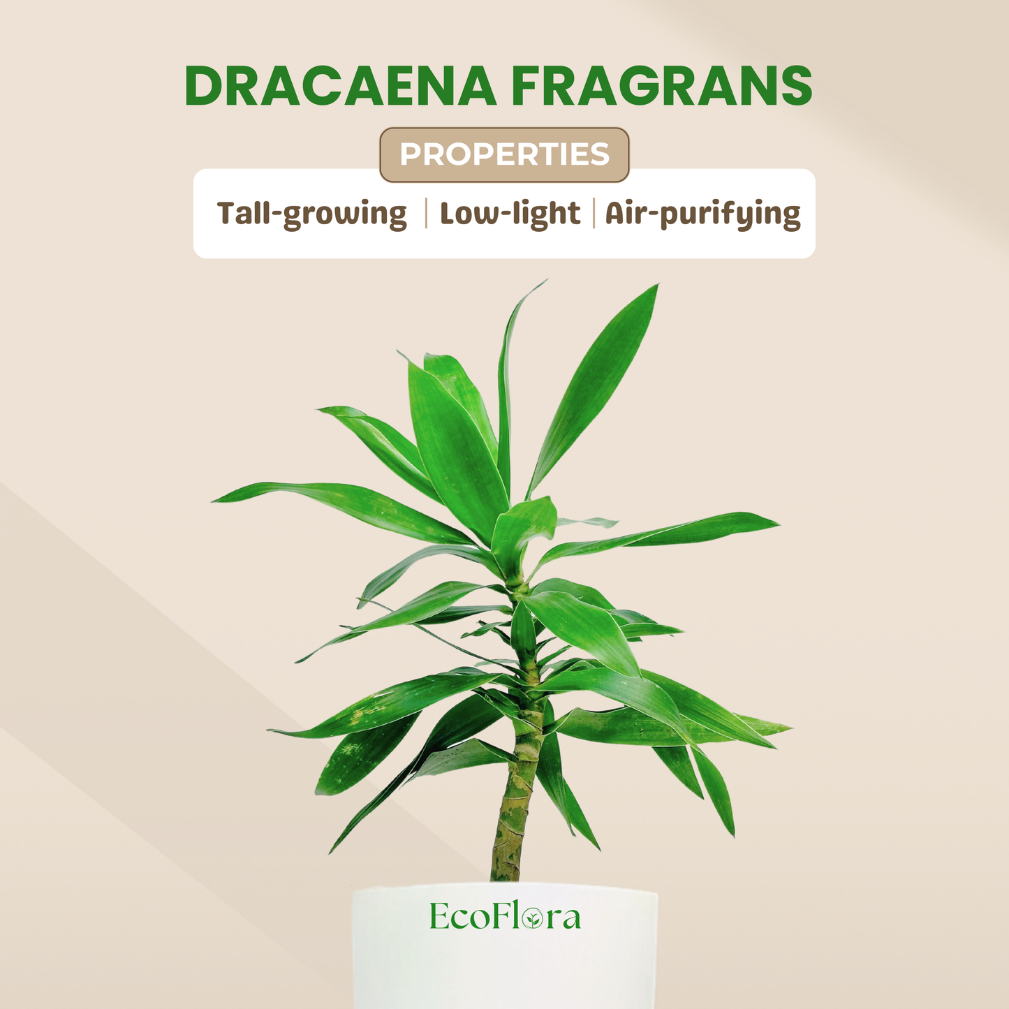 Dracaena Fragrans Plant With Self Watering Pot