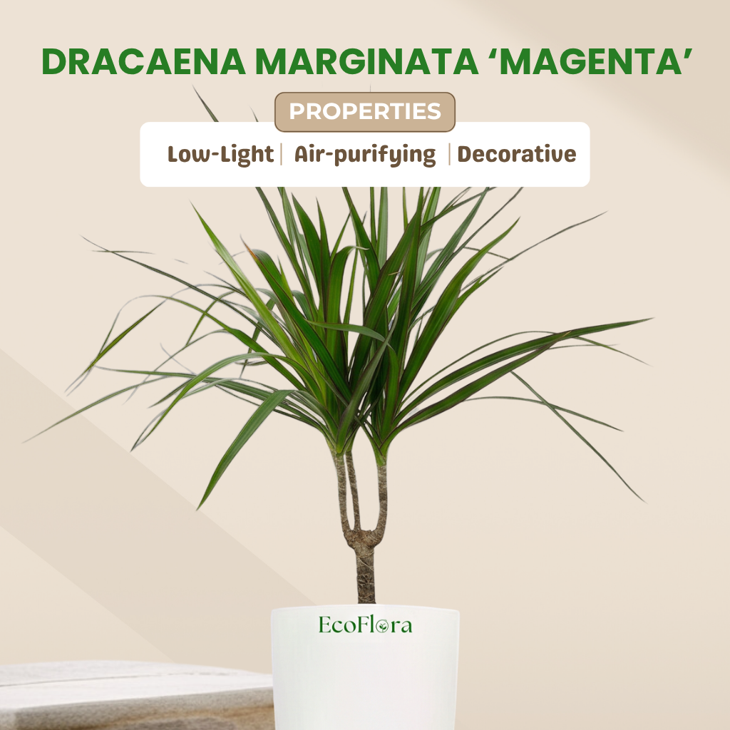 Dracaena marginata ‘Magenta’