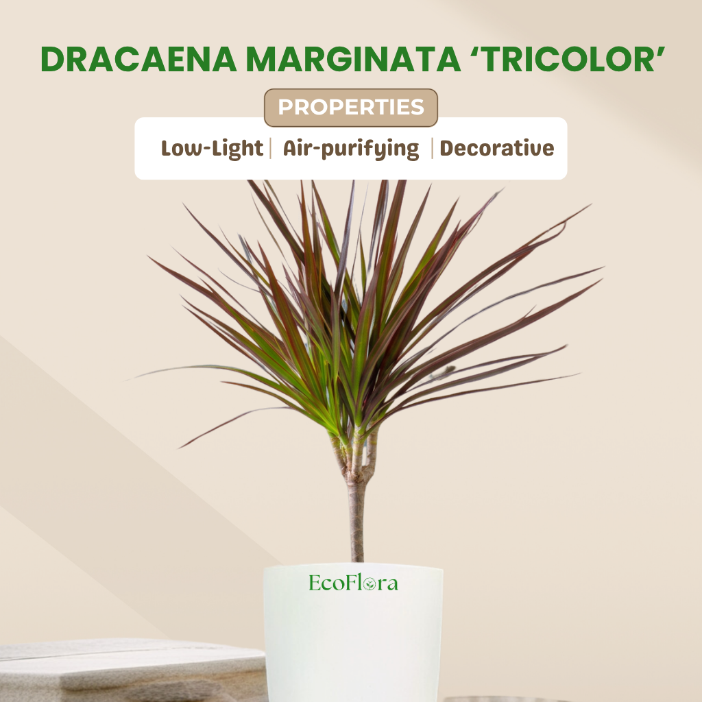 Dracaena marginata ‘Tricolor’