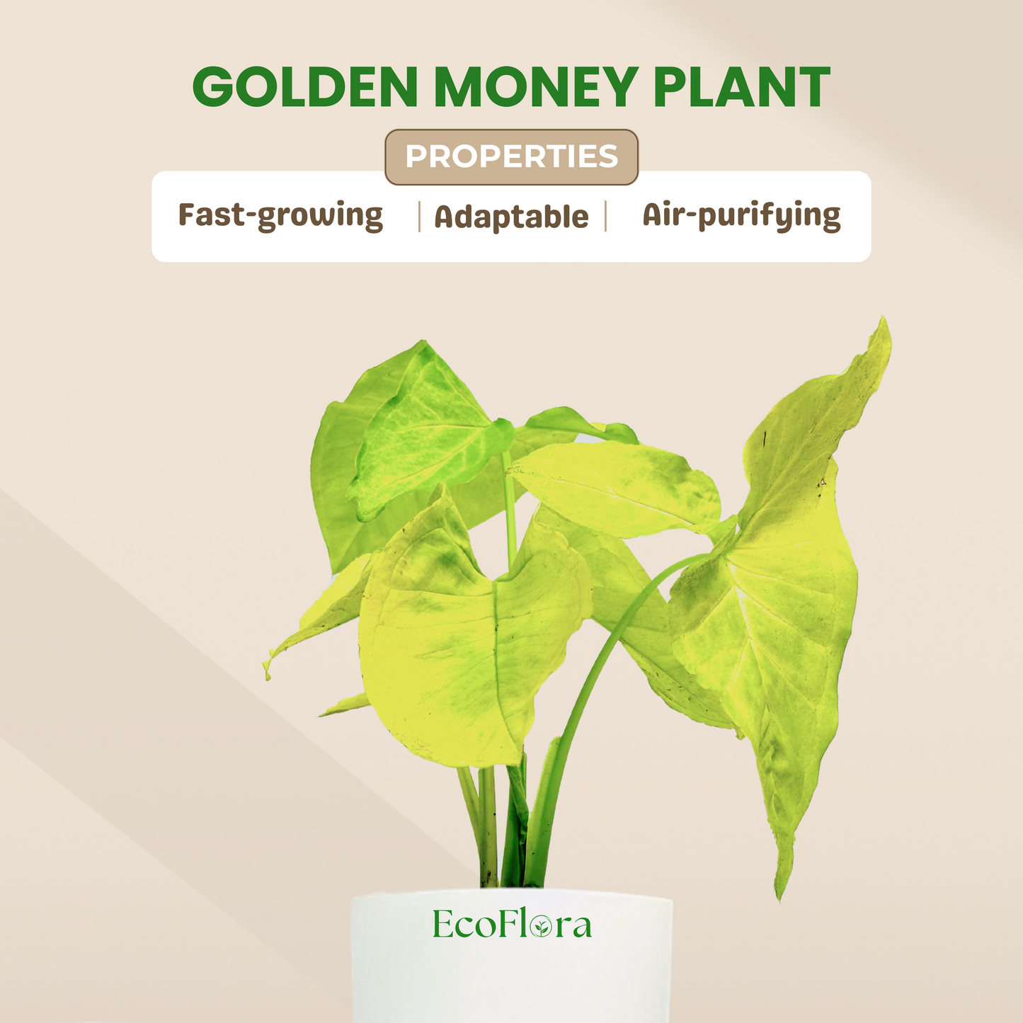 Syngonium Podophyllum "White Butterfly" Plant