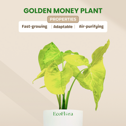 Syngonium Podophyllum "White Butterfly" Plant