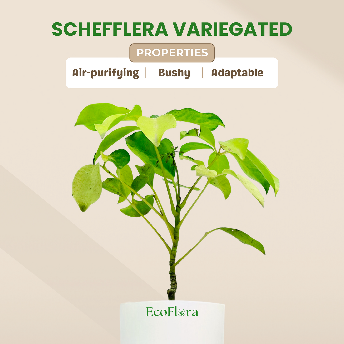 Schefflera Variegated Plant With Self Watering Pot