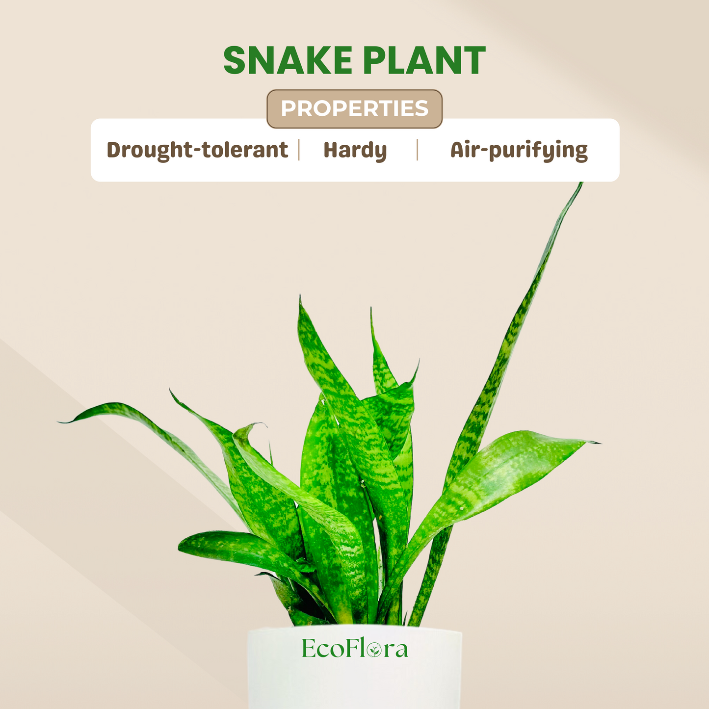 Green Snake Plant With Self Watering Pot