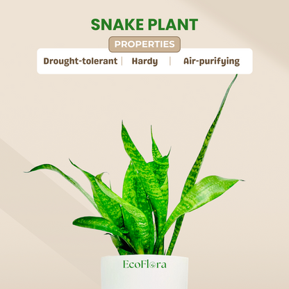 Green Snake Plant With Self Watering Pot